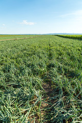 Green onion field, agricultural landscape