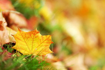 Colorful autumn leaves