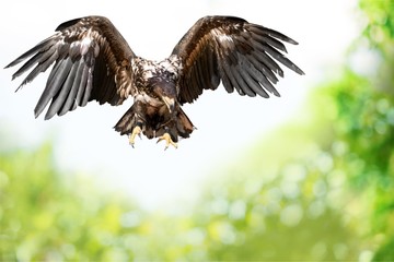 Hawk.