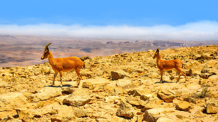 Two mountain ibexes in desert
