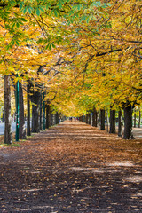 Fototapeta na wymiar Alley with trees on autumn day