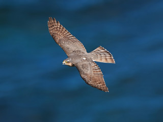Eurasian sparrowhawk (Accipiter nisus)
