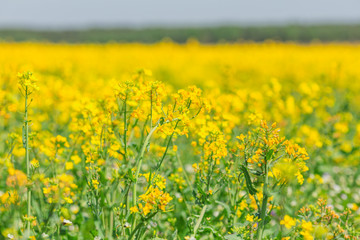 Spring rapeseed field yellow flowers blossom vegetation