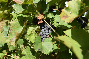 Vineyard