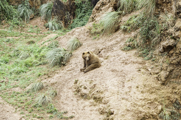 Wild grizzlies