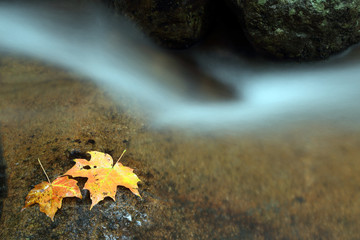 Yellow leaves on the rocks. Water flow. Autumn.