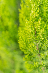 Fototapeta premium Evergreen tree close up