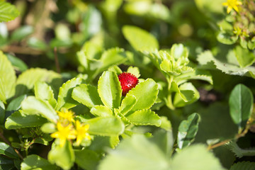 Wilde Erdbeere