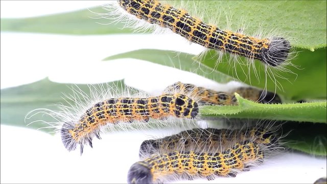 buff tip caterpillar Phalera bucephala, macro
