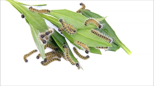 buff tip timelapse caterpillar Phalera bucephala
