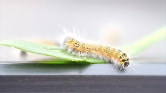 macro buff tip caterpillar Phalera bucephala
