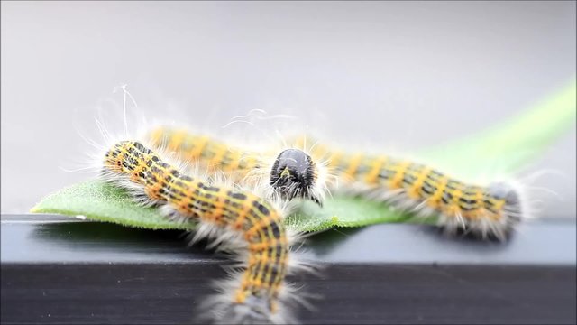 macro buff tip caterpillar Phalera bucephala
 