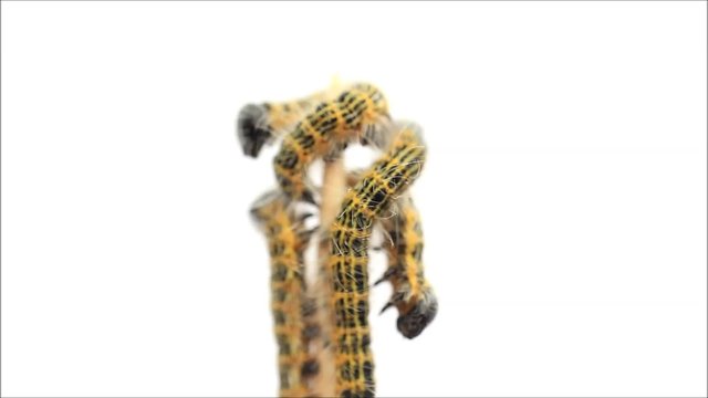 macro buff tip caterpillar Phalera bucephala
 