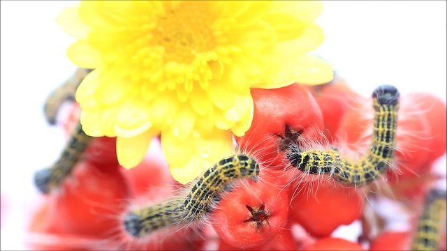 buff tip caterpillar Phalera bucephala
 