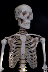 Skeleton  © jodieadams