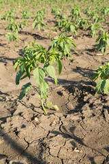 Close-up shot of paprika plant