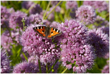 Ботанический сад, Минск