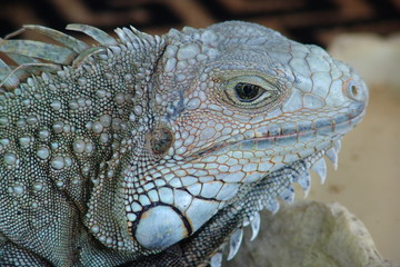 Iguana 1