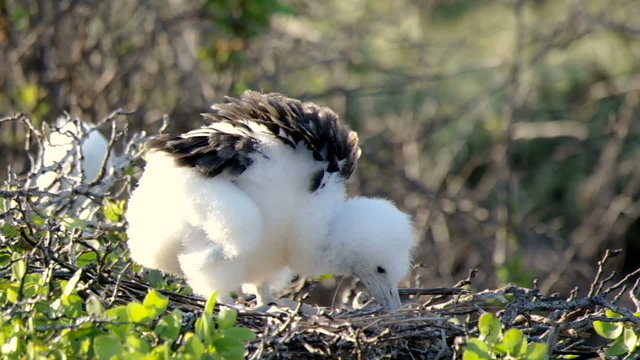 Frigatebird chick on the nest, Galapagos
