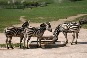 Fototapeta na wymiar Zebra in Zoo