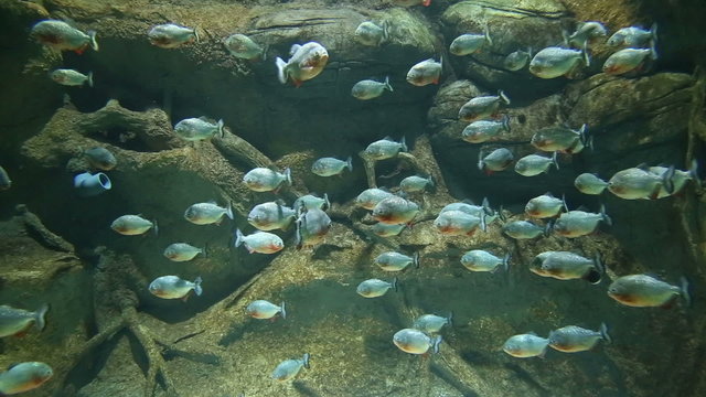A flock of piranhas resting in water