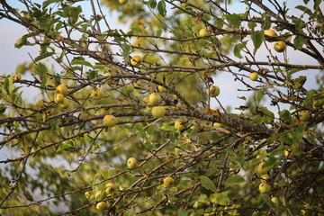 Ein Wildapfelbaum im Herbst