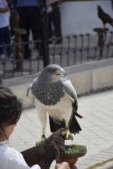 Águila