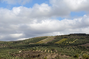 Fototapeta premium Weinanbau auf Kreta