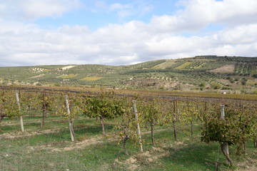 Weinanbau auf Kreta