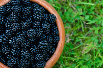 English black berry 英国のブラックベリー/ freshly picked English black berry....
