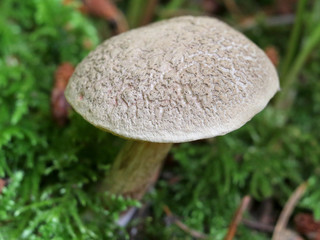 Red Cracking Bolete - Xerocomellus chrysenteron