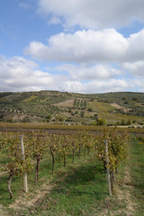 Fototapeta na wymiar Weinanbau auf Kreta