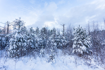 Forest Covered by Snow in Winter Landscape