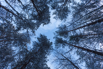 Forest Covered by Snow in Winter Landscape