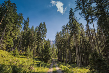 Forest in the Stubaital - Austria