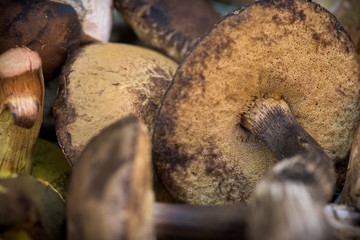 Mix of edible forest mushrooms, fall, autumn concept, macro shot