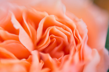 Obraz premium Blur background of david austin roses