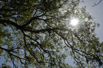 Angle, in plain nadir, the tops of mulberry trees, with sunlight penetrating between the branches in autumn