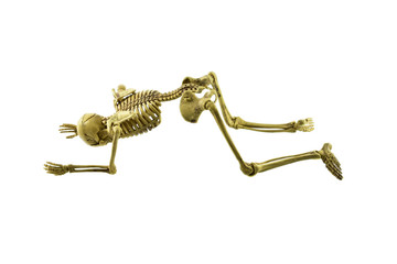 Obraz premium human skeleton isolated on white background