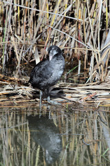 jeune foulque ; foulque se séchant après la pluie .