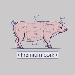 Vector cuts of pork