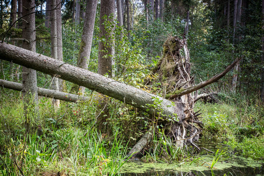 Fallen tree in the forest.