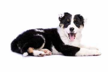 Cute Texas Heeler Puppy