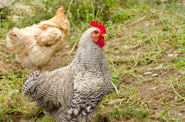 Rooster and a hen in the farm