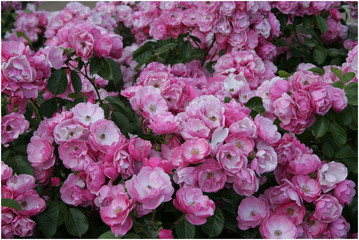 Ботанический сад, Крым