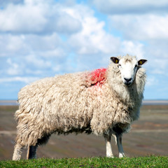 Naklejka premium Schaf, Friesland