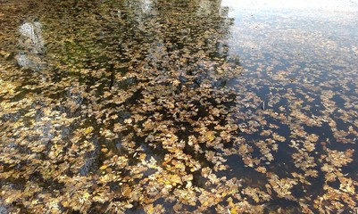 Yellow leaves on the water