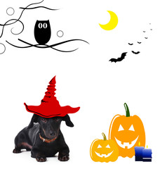 Dog with witch hat for halloween, isolated on white