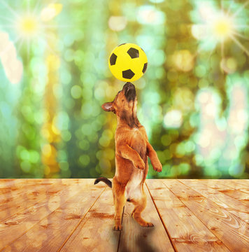 Cute dog at the circus