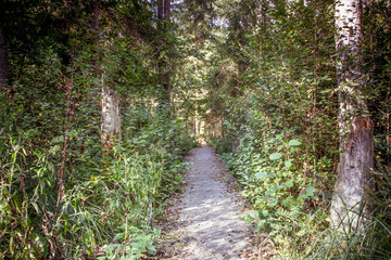 Mystic forest path background.